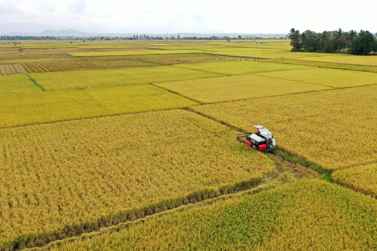 Gunakan Benih Padi Bantuan Gubernur, Produksi Padi di Sidrap Meningkat